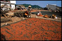 Shrimp being dried. Ha Tien, Vietnam (color)