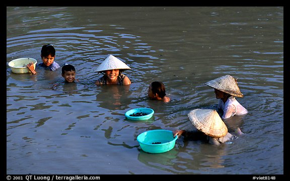 Collecting clams, near Long Xuyen. Mekong Delta, Vietnam (color)