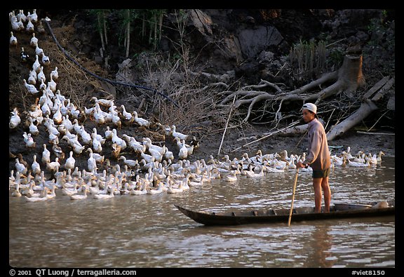 Herding a flock a ducks, near Long Xuyen. Mekong Delta, Vietnam (color)