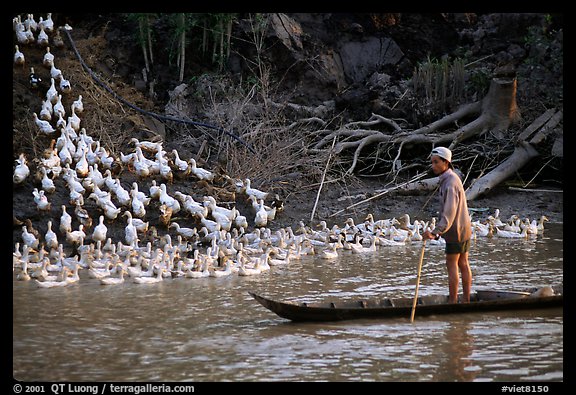 Herding a flock a ducks, near Long Xuyen. Mekong Delta, Vietnam