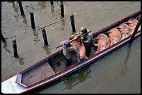 Transporting live pigs, near Phung Hiep. Can Tho, Vietnam ( color)