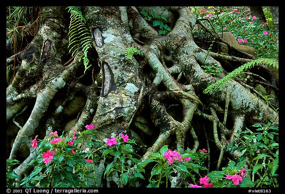 Luxuriant vegatation flowers in the town of Eternal Spring. Da Lat, Vietnam (color)