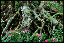 Luxuriant vegatation flowers in the town of Eternal Spring. Da Lat, Vietnam ( color)