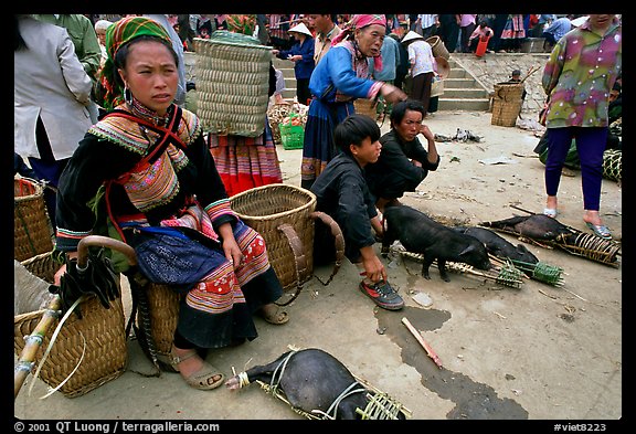 Pigs ready to be carried away for sale, sunday market. Bac Ha, Vietnam