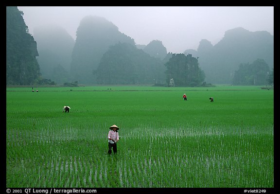 Villagers working in rice fields among karstic mountains of Tam Coc. Ninh Binh,  Vietnam (color)