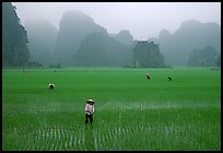 Villagers working in rice fields among karstic mountains of Tam Coc. Ninh Binh,  Vietnam