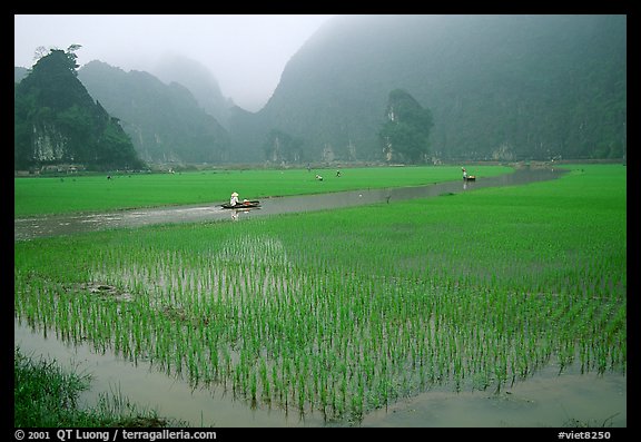 Rice fields, river, and misty mountains of Tam Coc. Ninh Binh,  Vietnam (color)