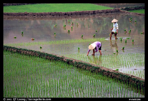 Tending to rice field in the mountains. Vietnam