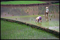 Tending to rice field in the mountains. Vietnam