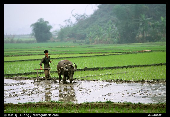 Working the rice field with a water buffalo in the mountains. Vietnam