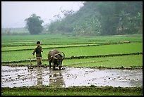 Working the rice field with a water buffalo in the mountains. Vietnam (color)