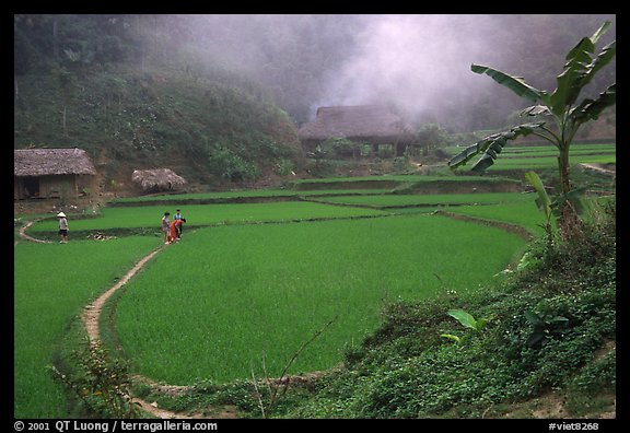 Rice cultures at a mountain village. Vietnam (color)