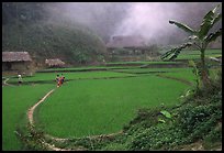 Rice cultures at a mountain village. Vietnam