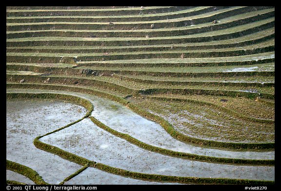 Terraced rice fields. Sapa, Vietnam