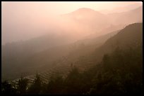 Morning fog on terraced rice fields. Sapa, Vietnam (color)