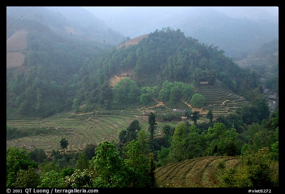 Morning fog on terraced rice fields and village. Sapa, Vietnam (color)