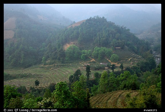 Morning fog on terraced rice fields and village. Sapa, Vietnam