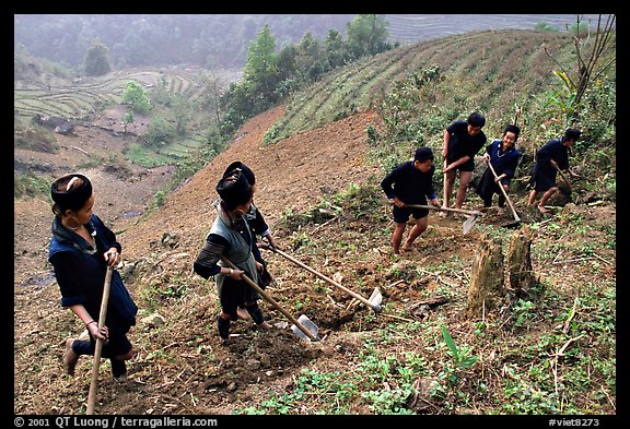 Hmong people working on terraces. Sapa, Vietnam (color)