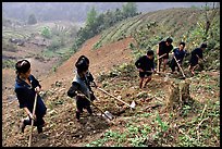 Hmong people working on terraces. Sapa, Vietnam