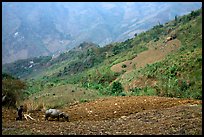 Working on a hill side with a water buffalo. Sapa, Vietnam (color)