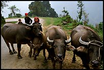 Water buffalo and mountain children. Sapa, Vietnam