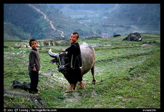 Playing with the water buffalo. Sapa, Vietnam