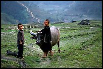 Playing with the water buffalo. Sapa, Vietnam (color)