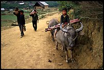 Returning from the fields with the buffalo. Bac Ha, Vietnam