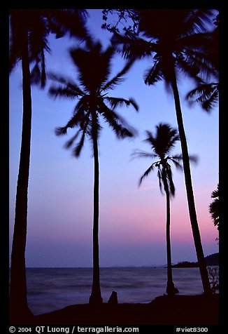 Palm trees swaying in the breeze at sunset. Hong Chong Peninsula, Vietnam (color)