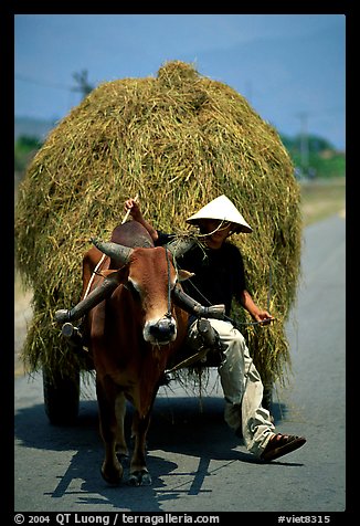 Cow carriage loaded with hay. Mekong Delta, Vietnam