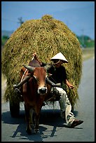 Cow carriage loaded with hay. Mekong Delta, Vietnam (color)