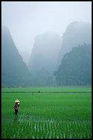 Woman tending to the rice fields, with a background of karstic cliffs in the mist. Ninh Binh,  Vietnam (color)