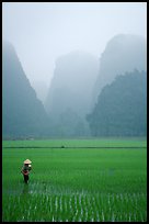 Woman tending to the rice fields, with a background of karstic cliffs in the mist. Ninh Binh,  Vietnam