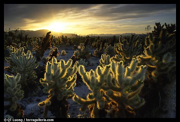 Cholla Cactus Garden, Joshua Tree National Park. 