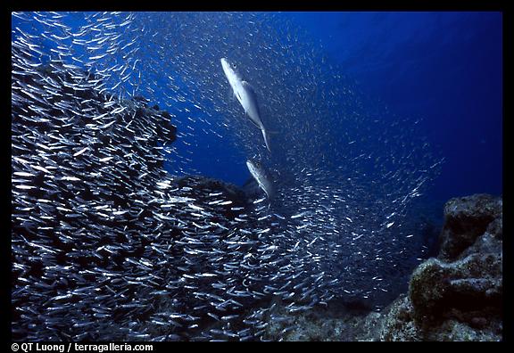School of baitfish fleeing a predator. Biscayne National Park. 