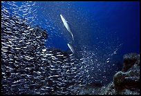 School of baitfish fleeing a predator. Biscayne National Park. 