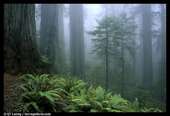 Ferns and Redwoods, Redwood National Park. 