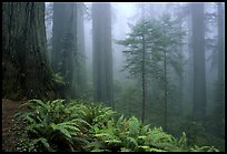 Ferns and Redwoods, Redwood National Park. 