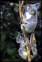 Koalas, Australia. 